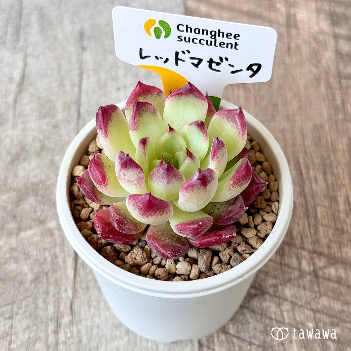 レッドマゼンタ（チャンヒー農園苗）