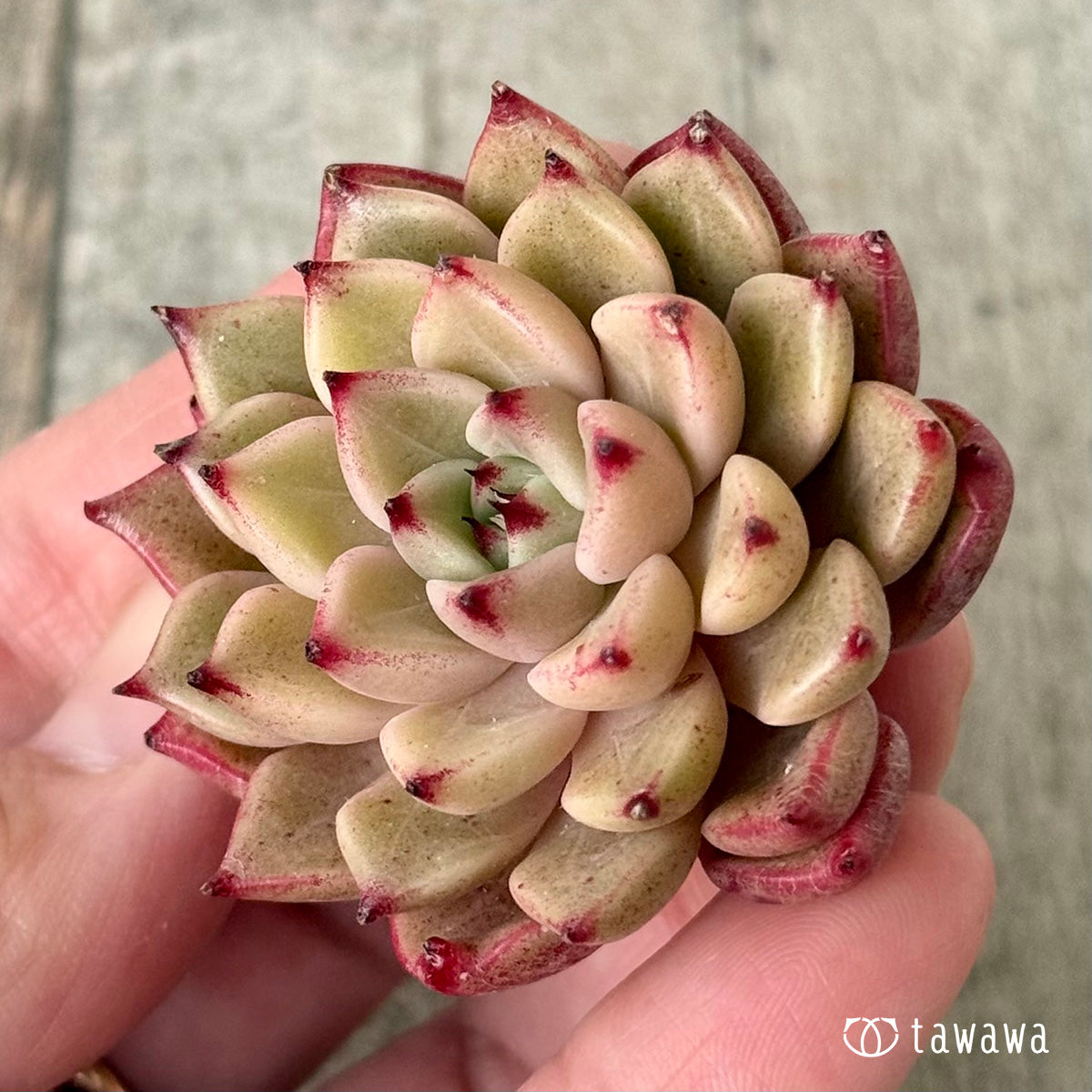 ハバネロ【２】（チャンヒー農園苗）