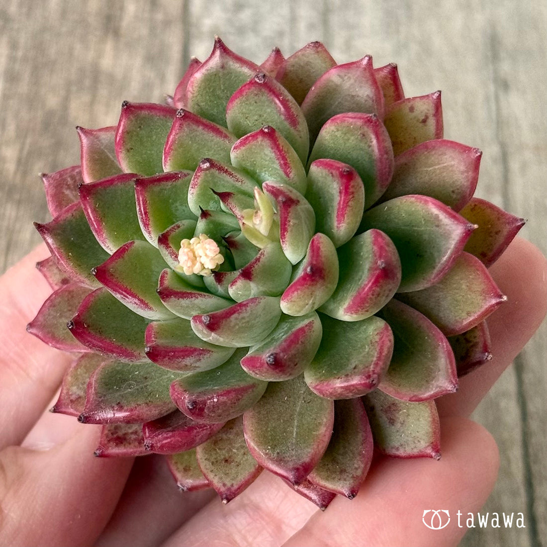 페로몬 (챔피언 모종)