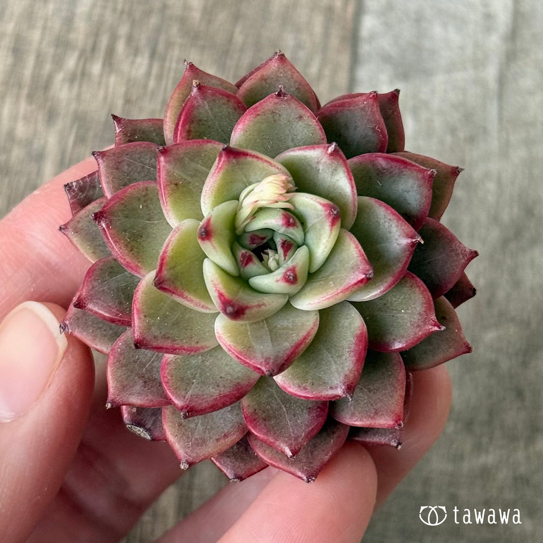 페로몬 (챔피언 모종)