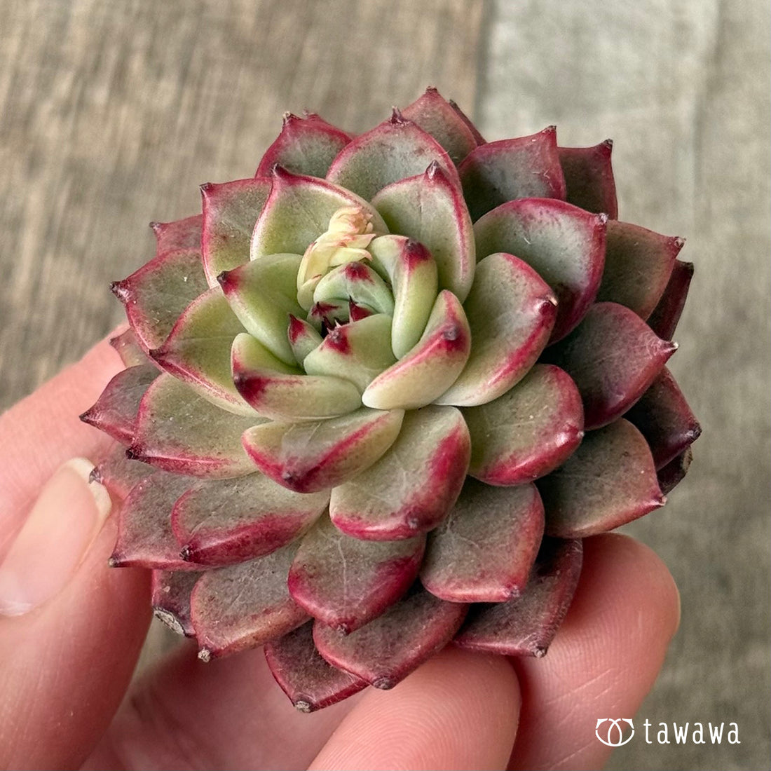 페로몬 (챔피언 모종)