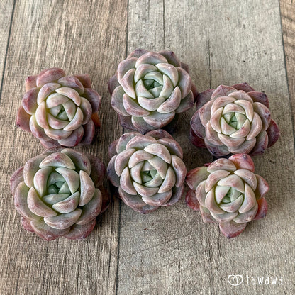 페로몬 (챔피언 모종)