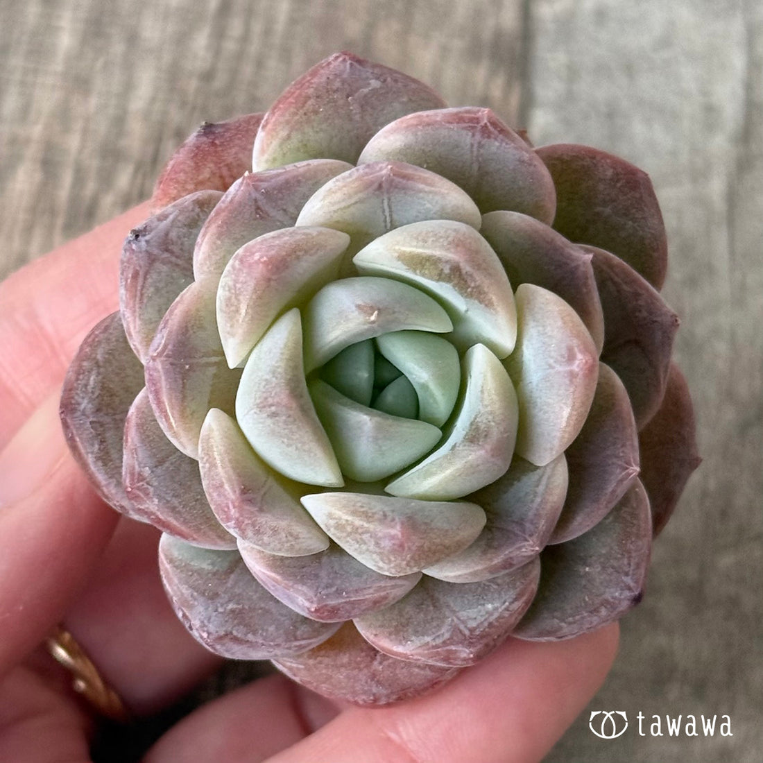 New Arrivals: Ice Green