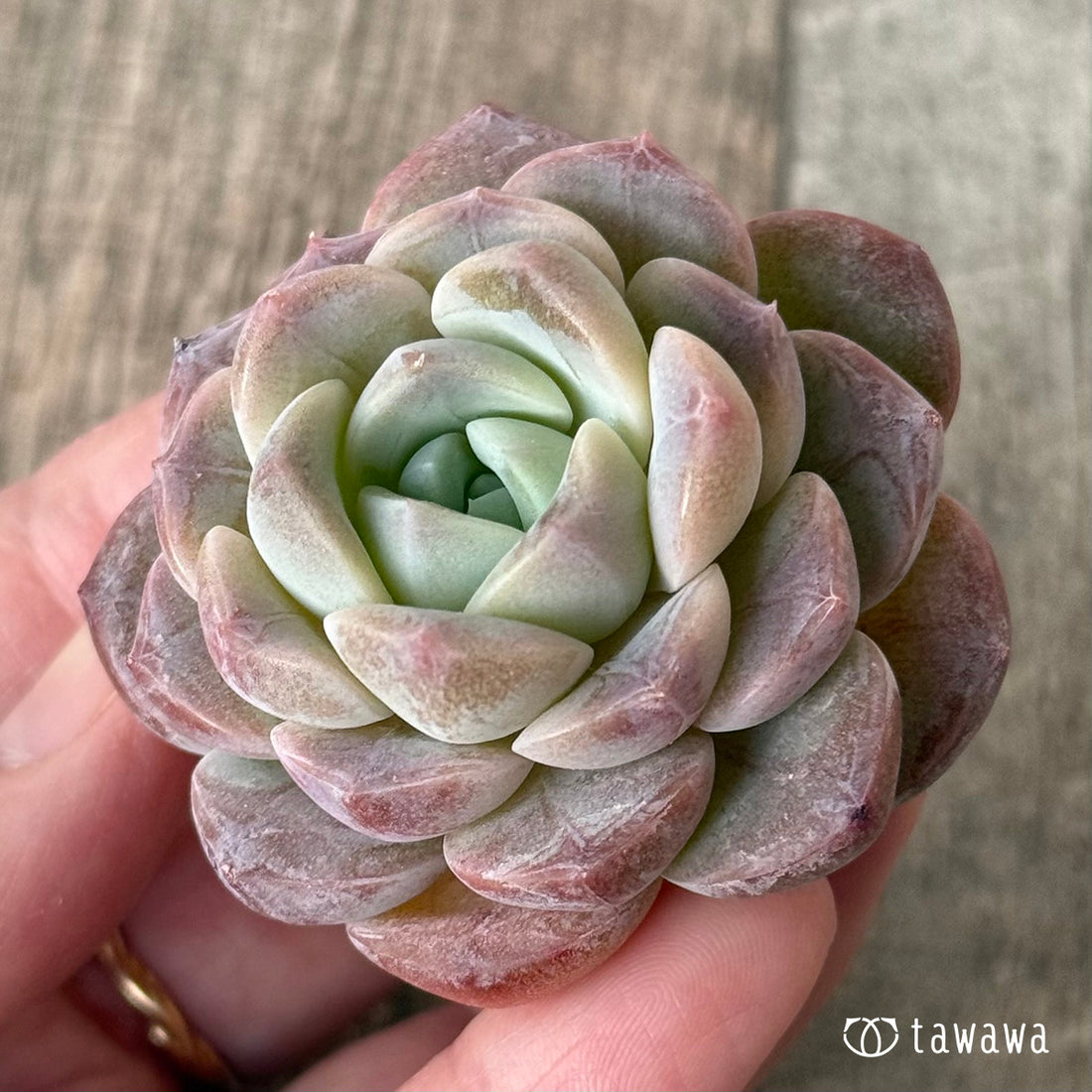 New Arrivals: Ice Green