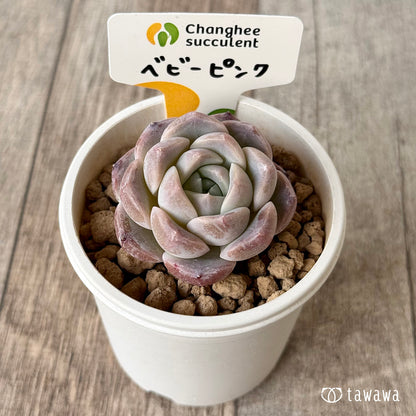 페로몬 (챔피언 모종)