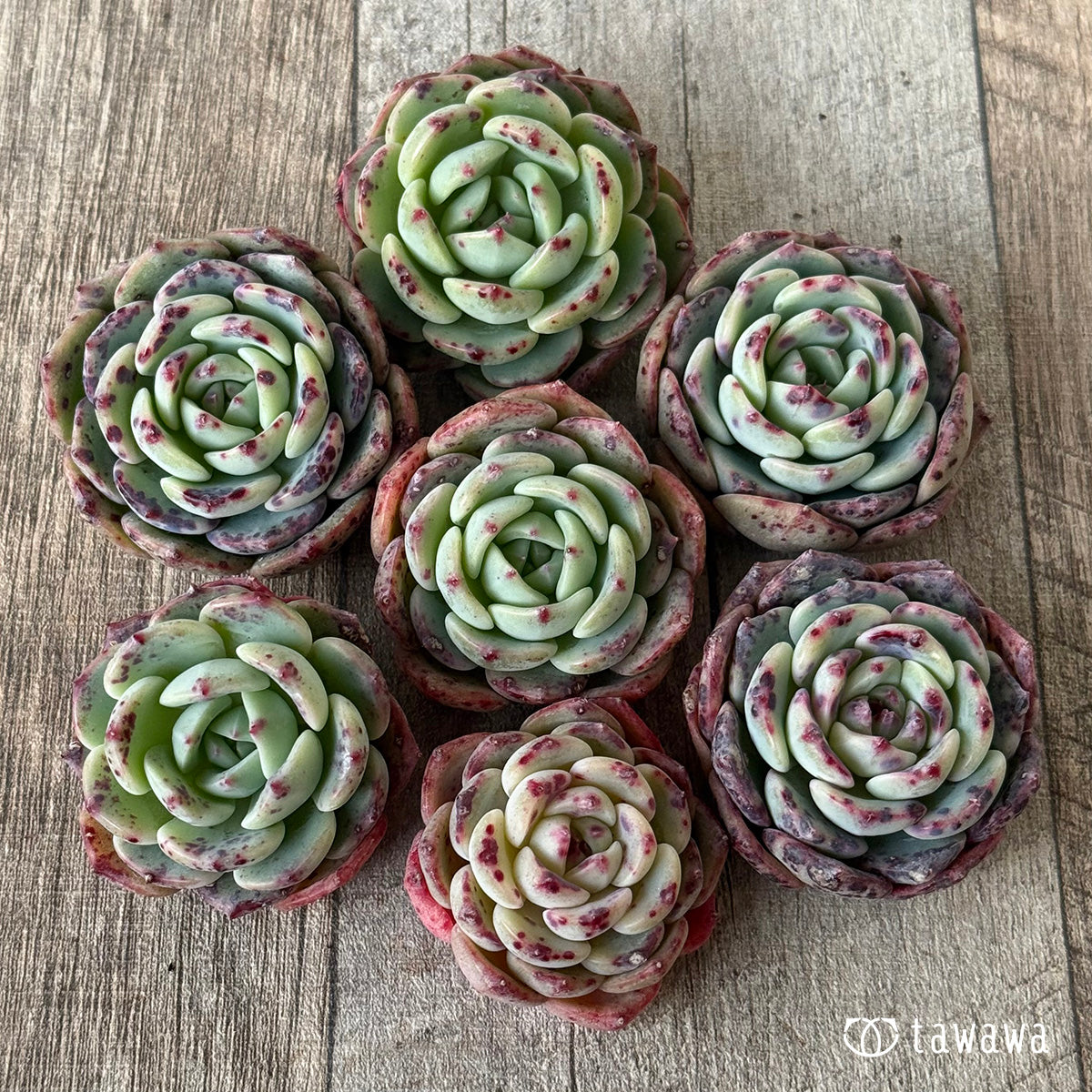 【2/18発売】ポイズン（チャンヒー農園苗）