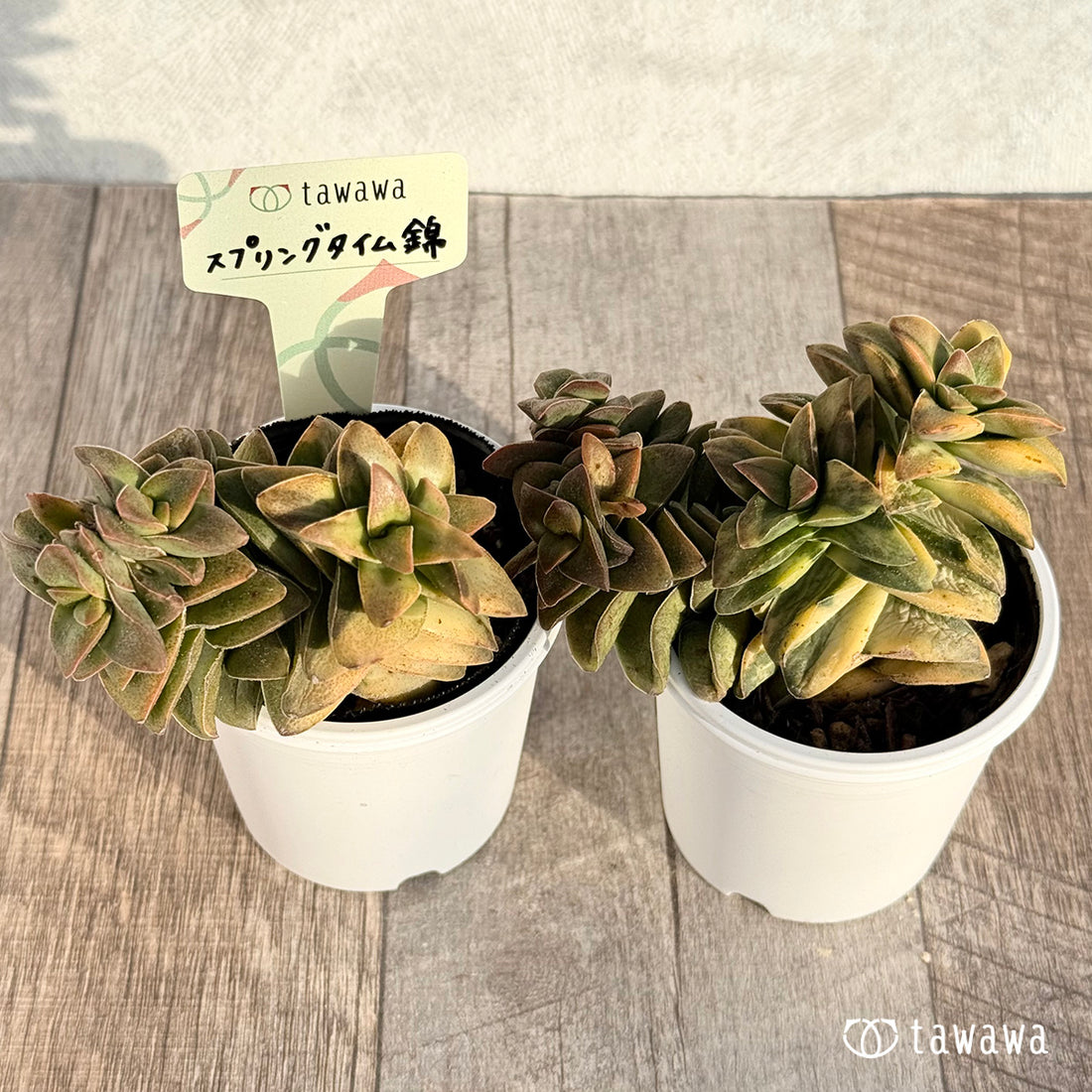 スプリングタイム錦 【tawawaハウス苗】