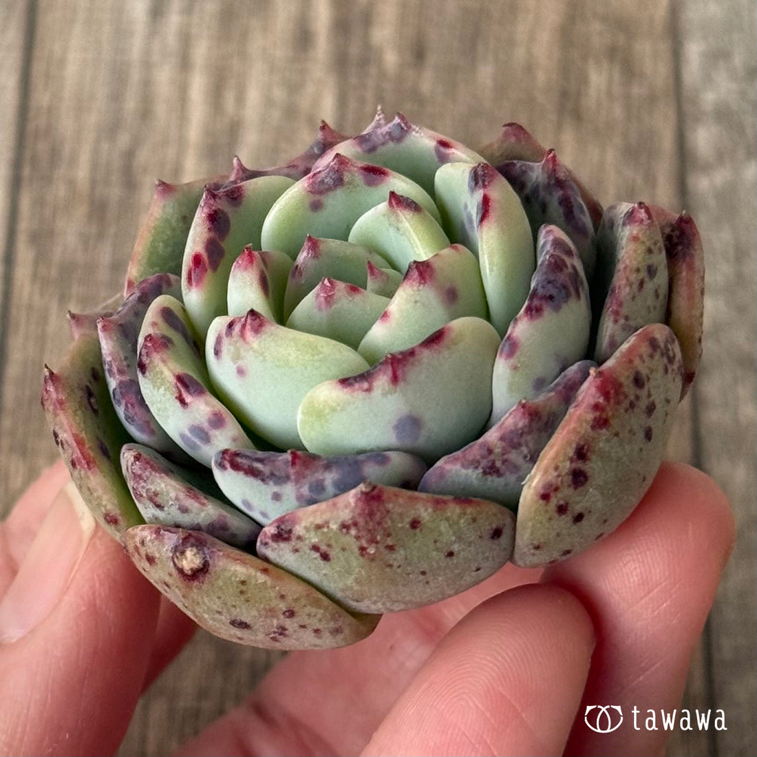 【2/18発売】ポイズン（チャンヒー農園苗）