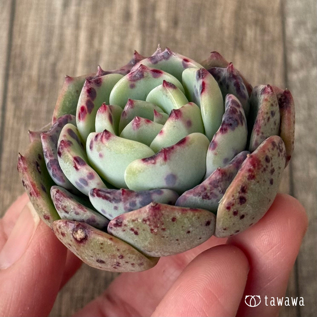 【2/18発売】ポイズン（チャンヒー農園苗）