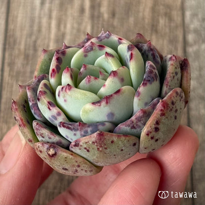 【2/18発売】ポイズン（チャンヒー農園苗）