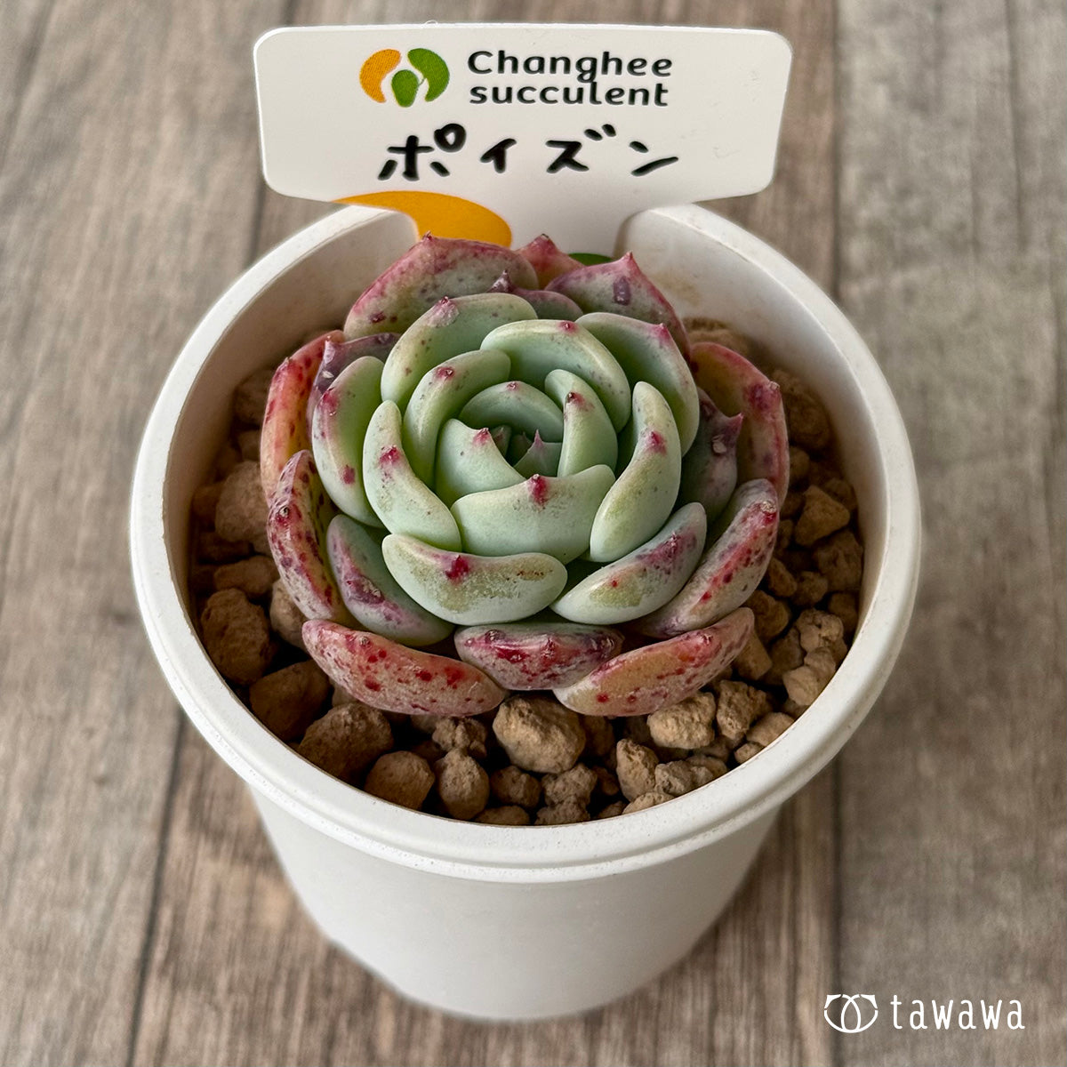 【2/18発売】ポイズン（チャンヒー農園苗）