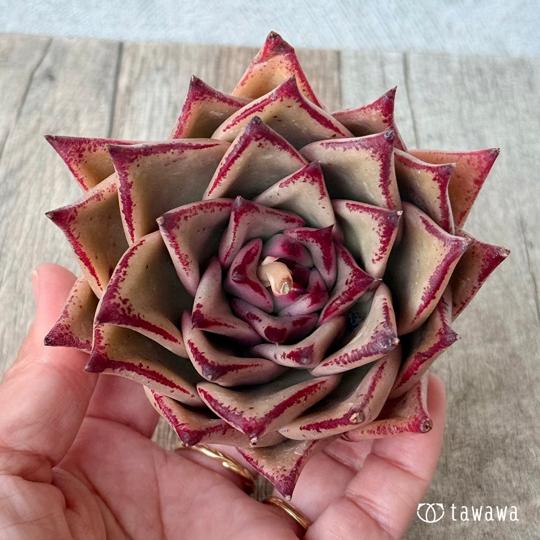 페로몬 (챔피언 모종)