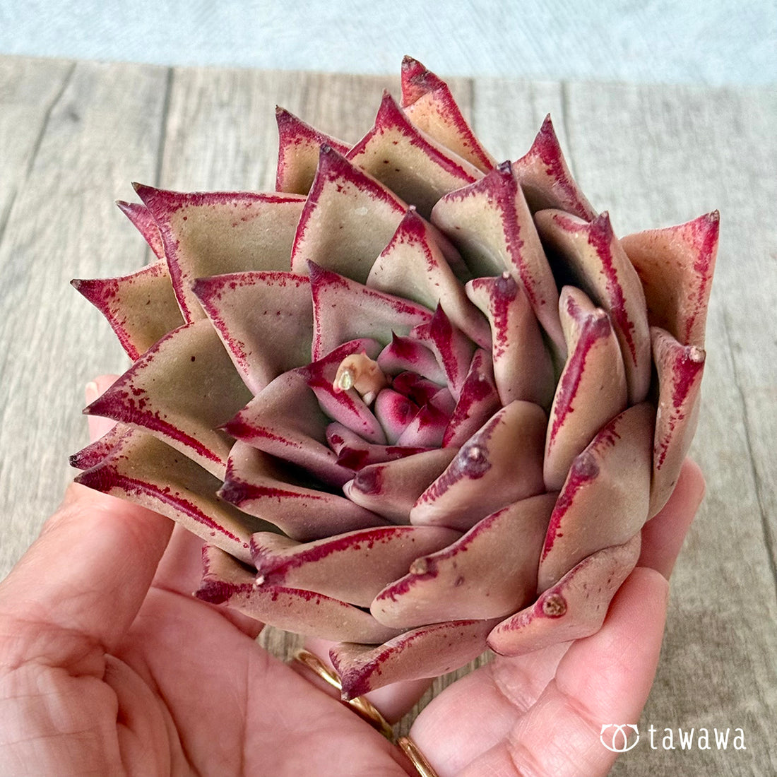 페로몬 (챔피언 모종)