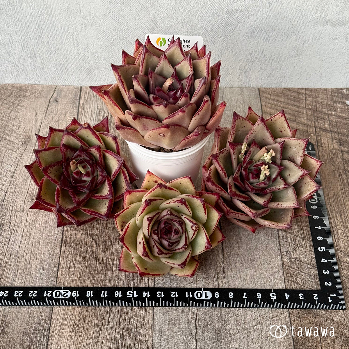 페로몬 (챔피언 모종)