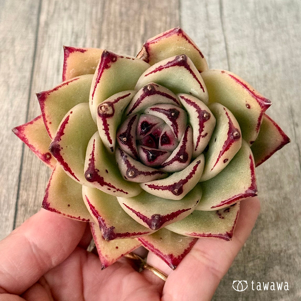 페로몬 (챔피언 모종)