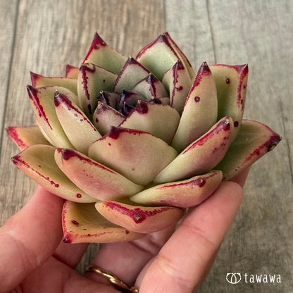 페로몬 (챔피언 모종)