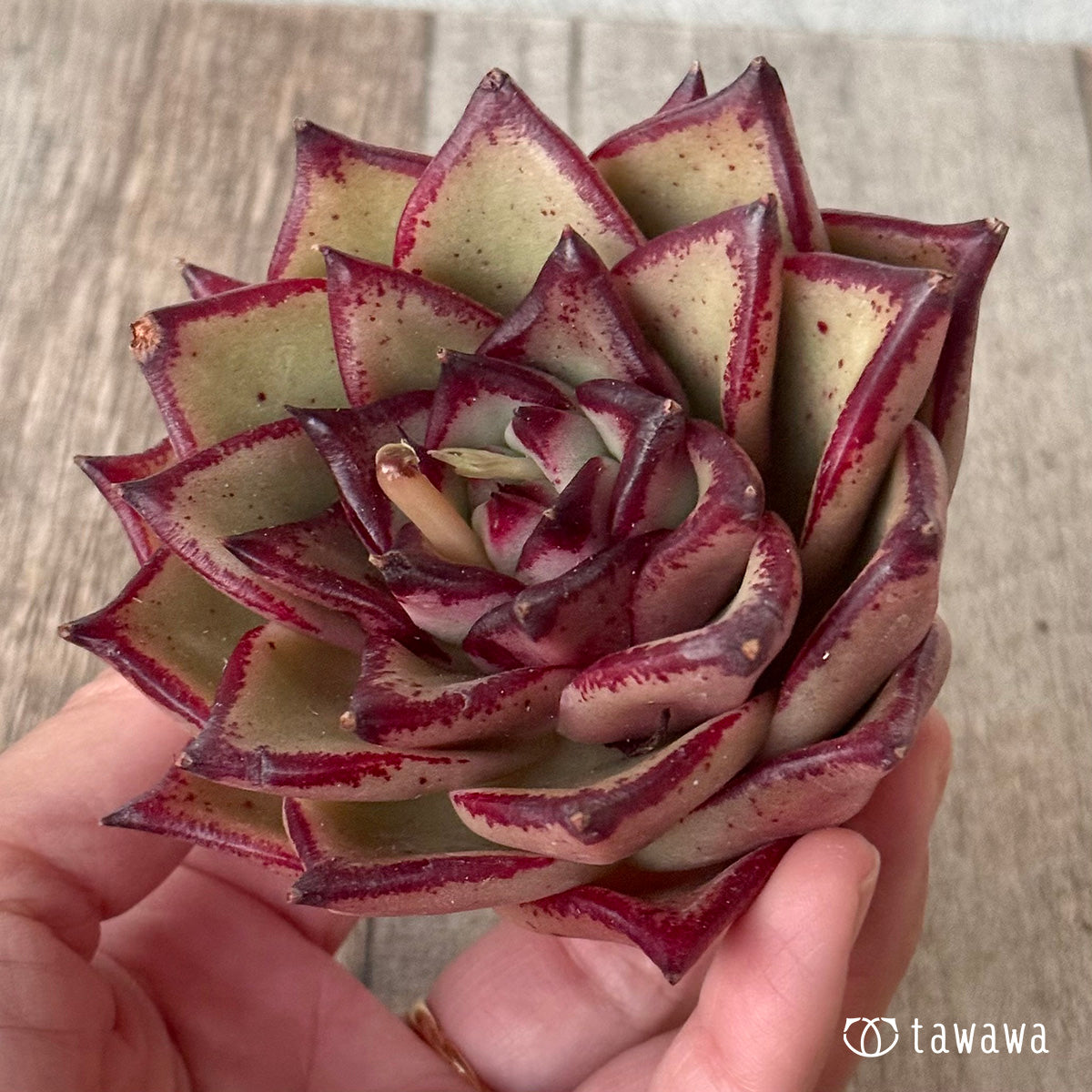 페로몬 (챔피언 모종)