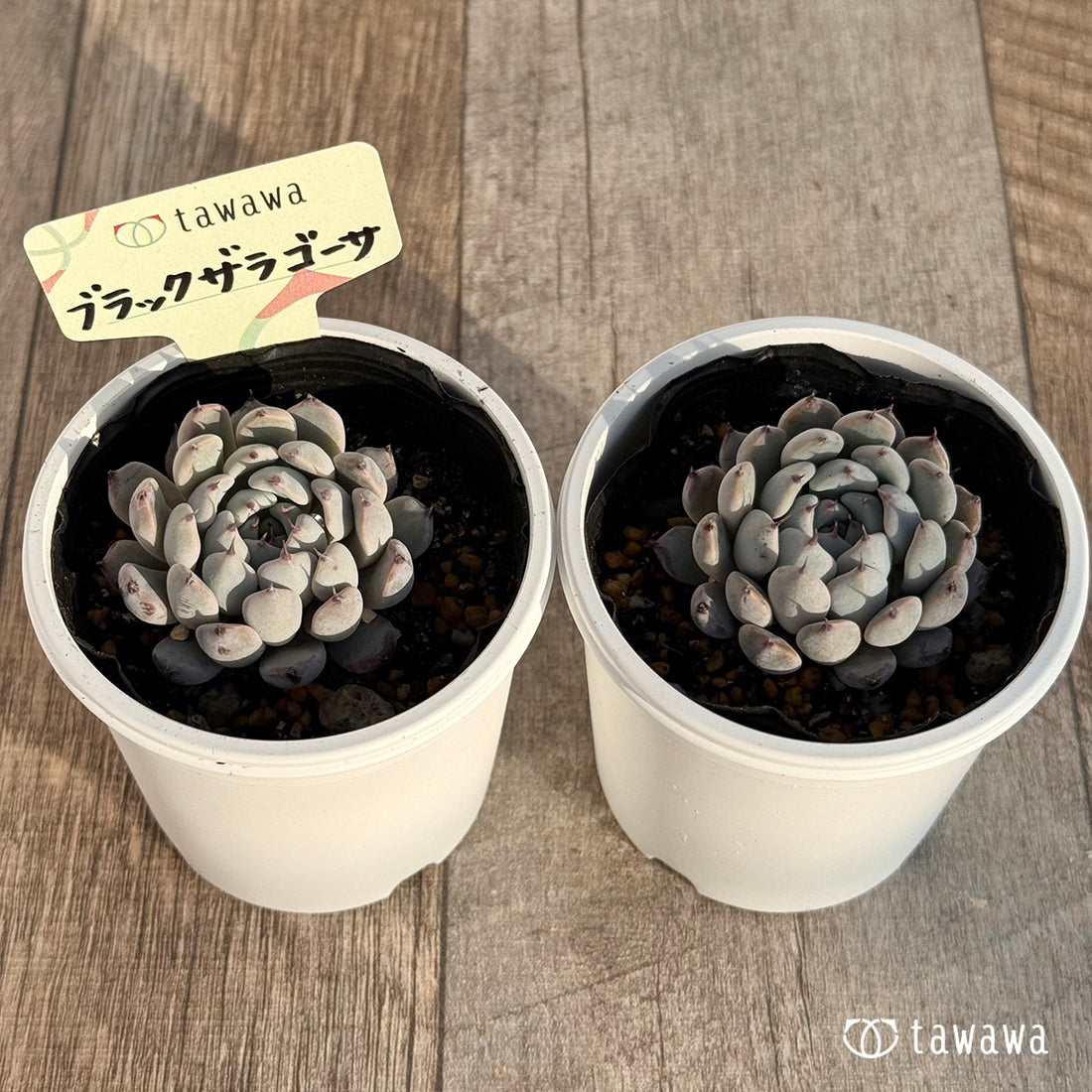 ブラックザラゴーサ 【tawawaハウス苗】