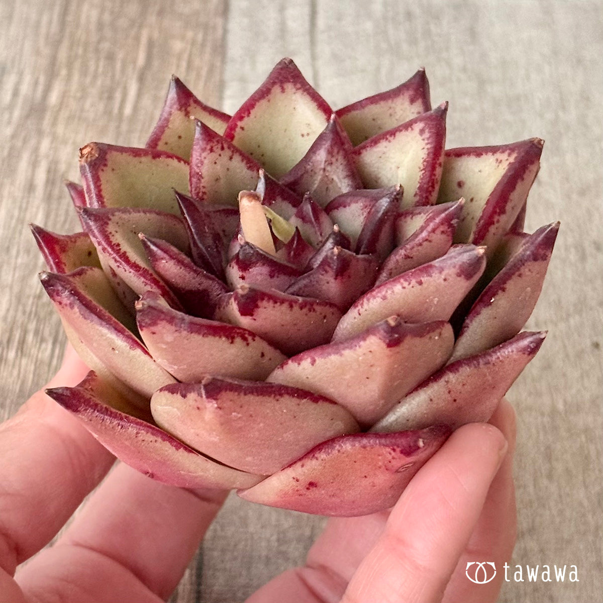 페로몬 (챔피언 모종)