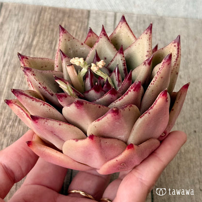 페로몬 (챔피언 모종)