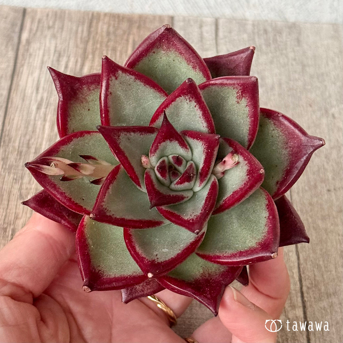 페로몬 (챔피언 모종)