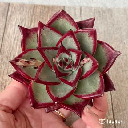 페로몬 (챔피언 모종)