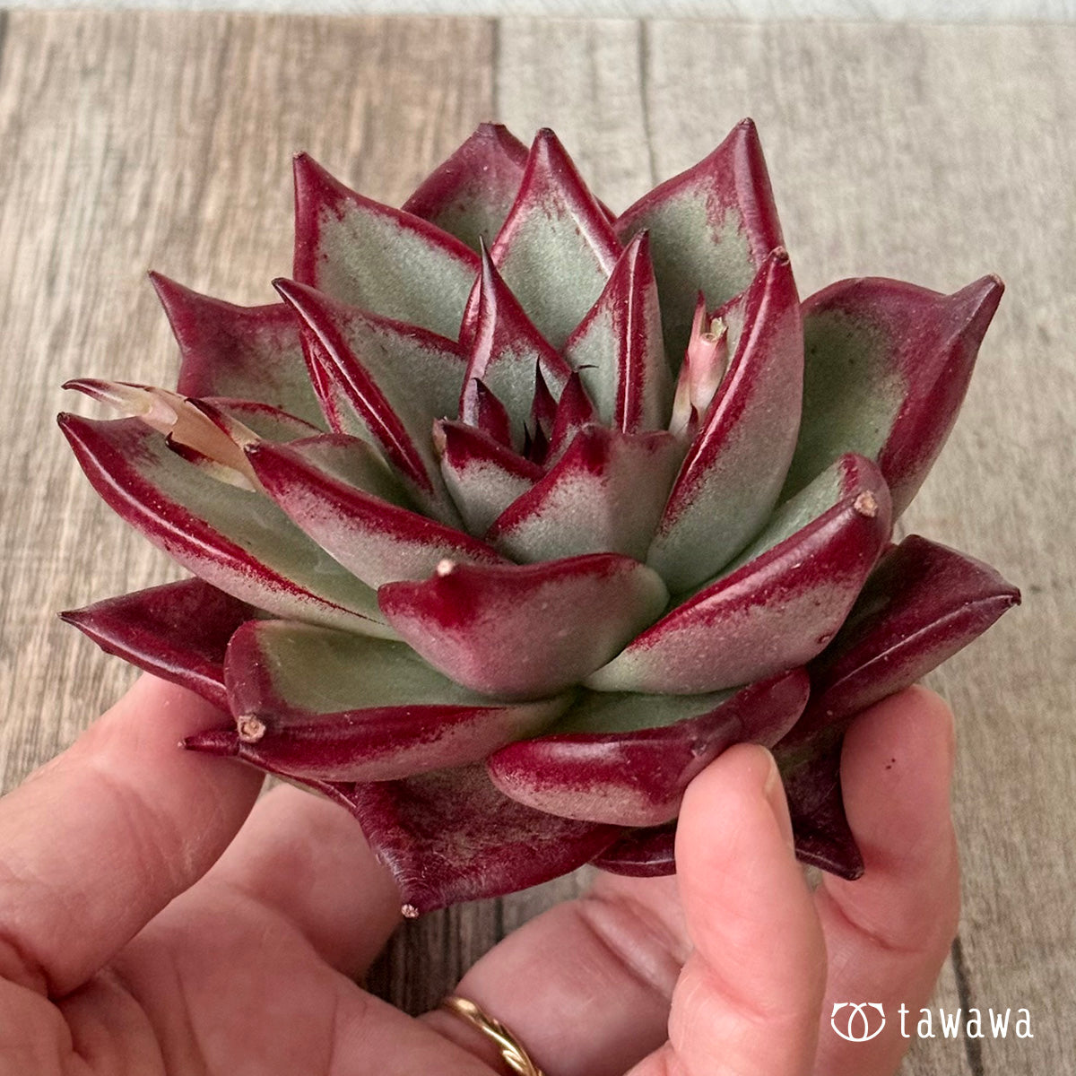 페로몬 (챔피언 모종)