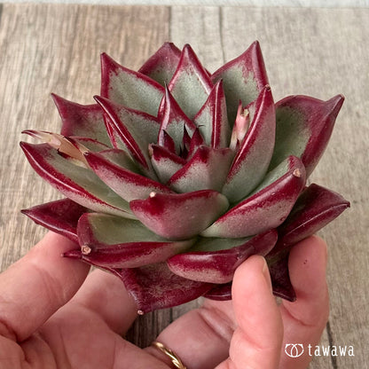 페로몬 (챔피언 모종)