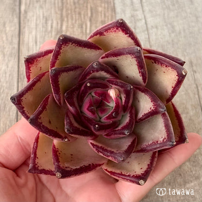 페로몬 (챔피언 모종)