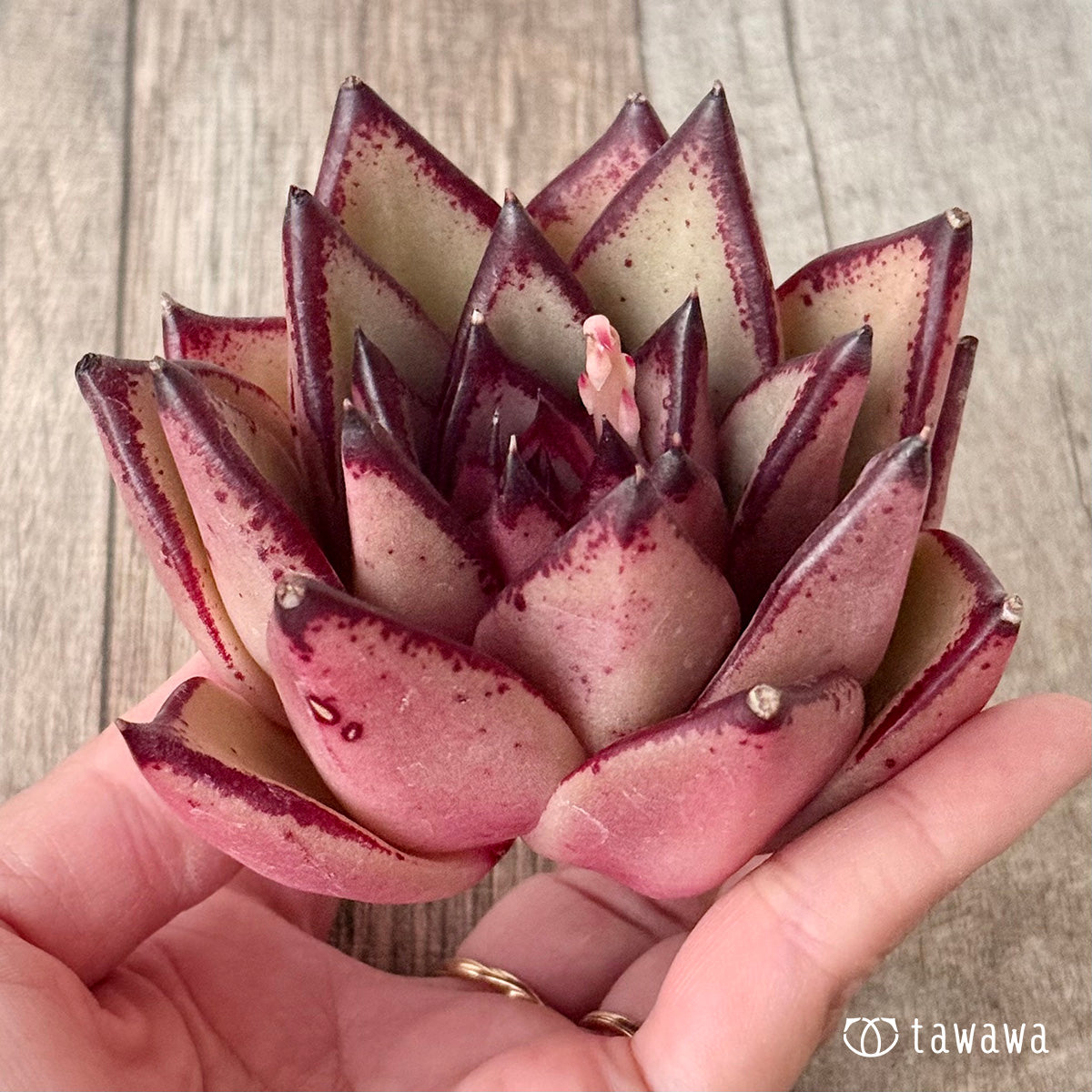 페로몬 (챔피언 모종)