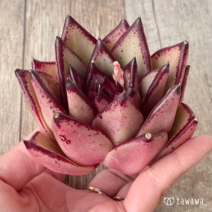 페로몬 (챔피언 모종)