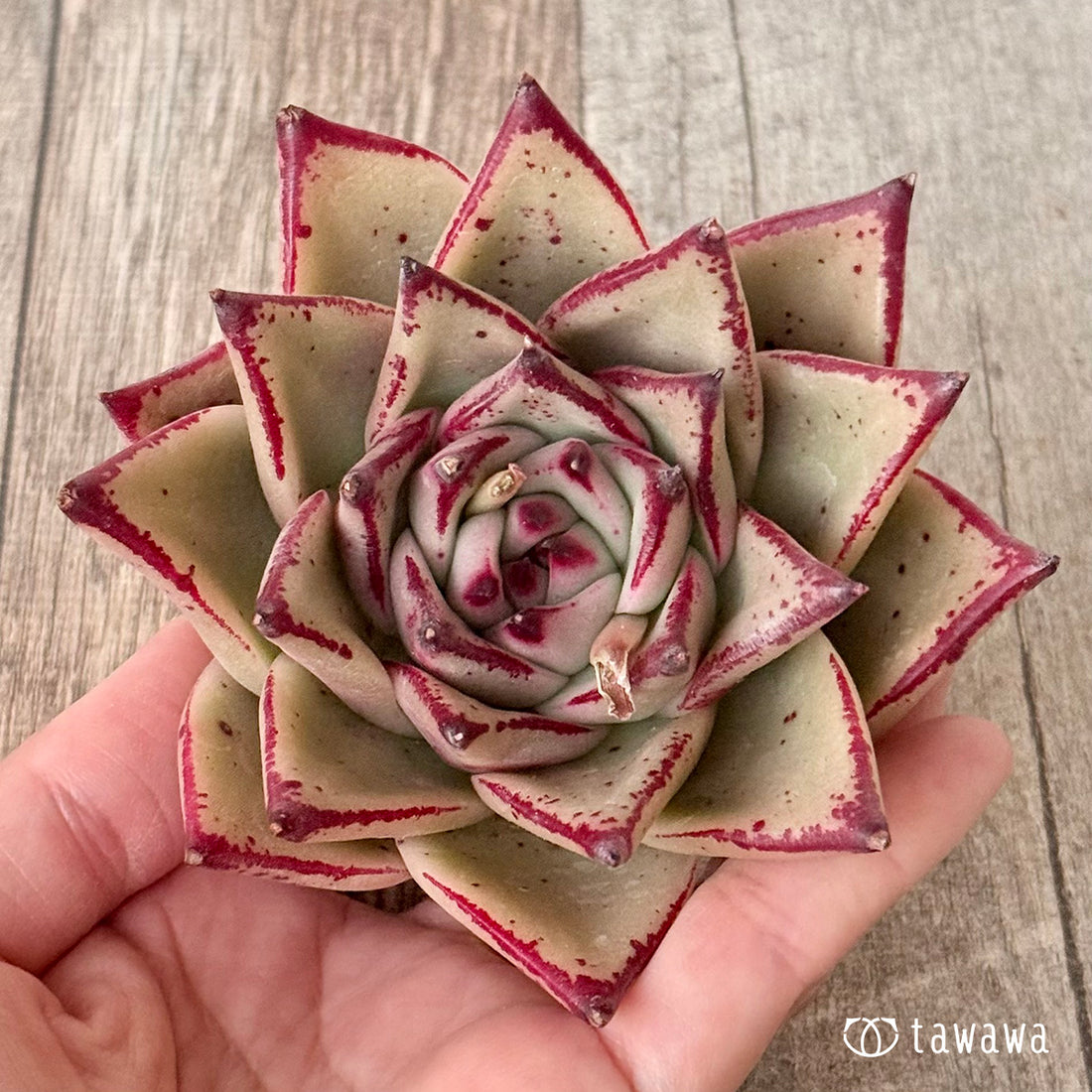 페로몬 (챔피언 모종)