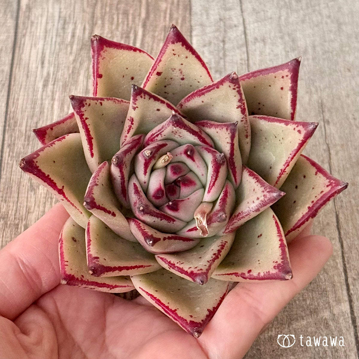 페로몬 (챔피언 모종)