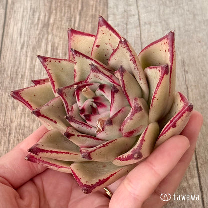 페로몬 (챔피언 모종)