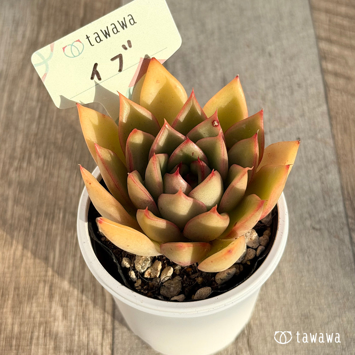 イブ　【tawawaハウス苗】