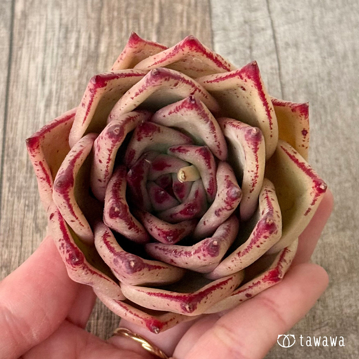 페로몬 (챔피언 모종)