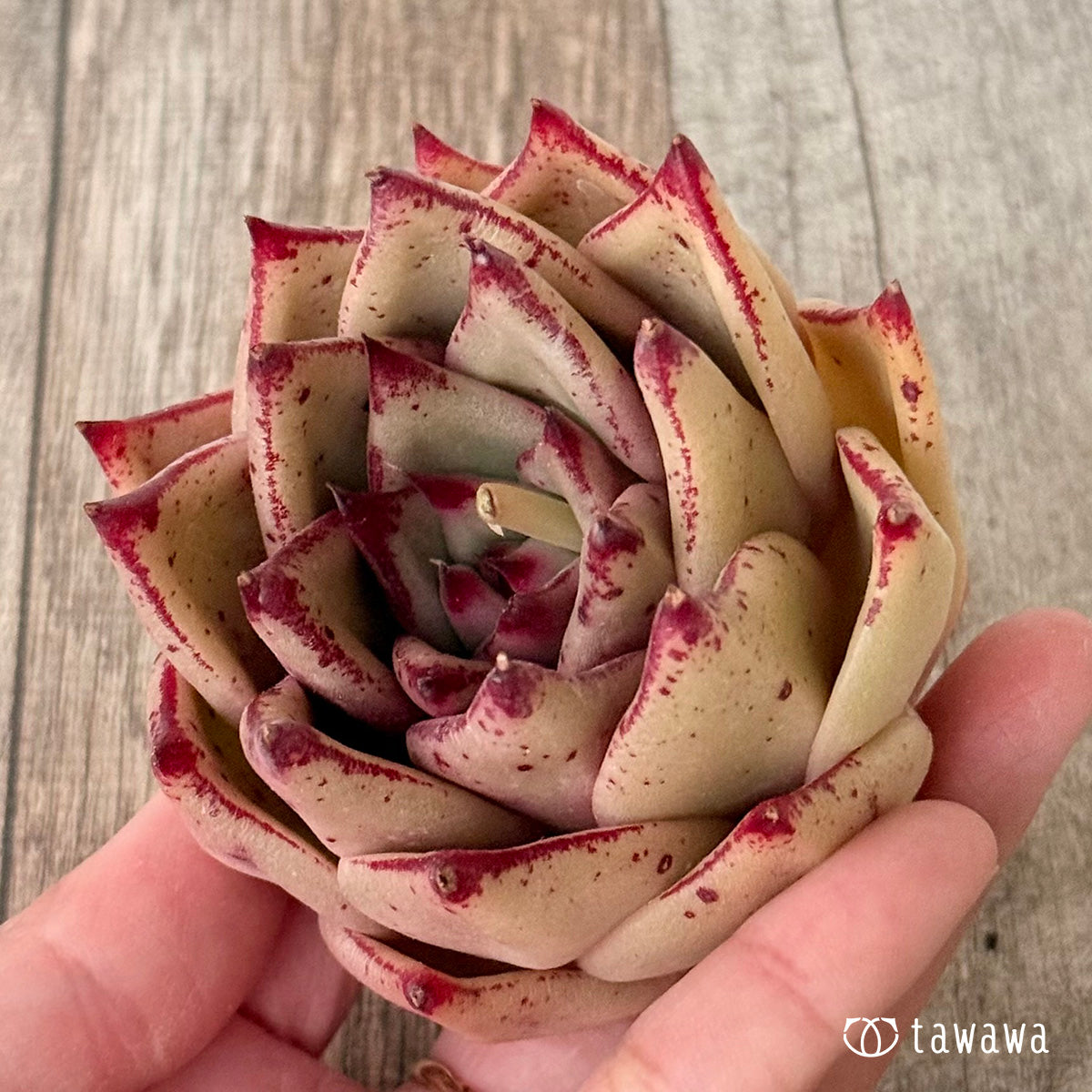 페로몬 (챔피언 모종)