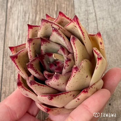 페로몬 (챔피언 모종)