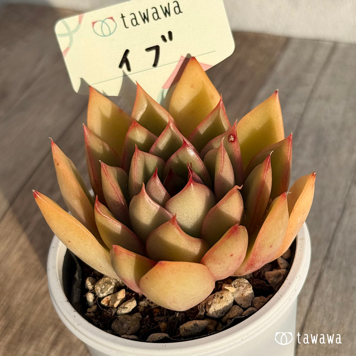イブ　【tawawaハウス苗】