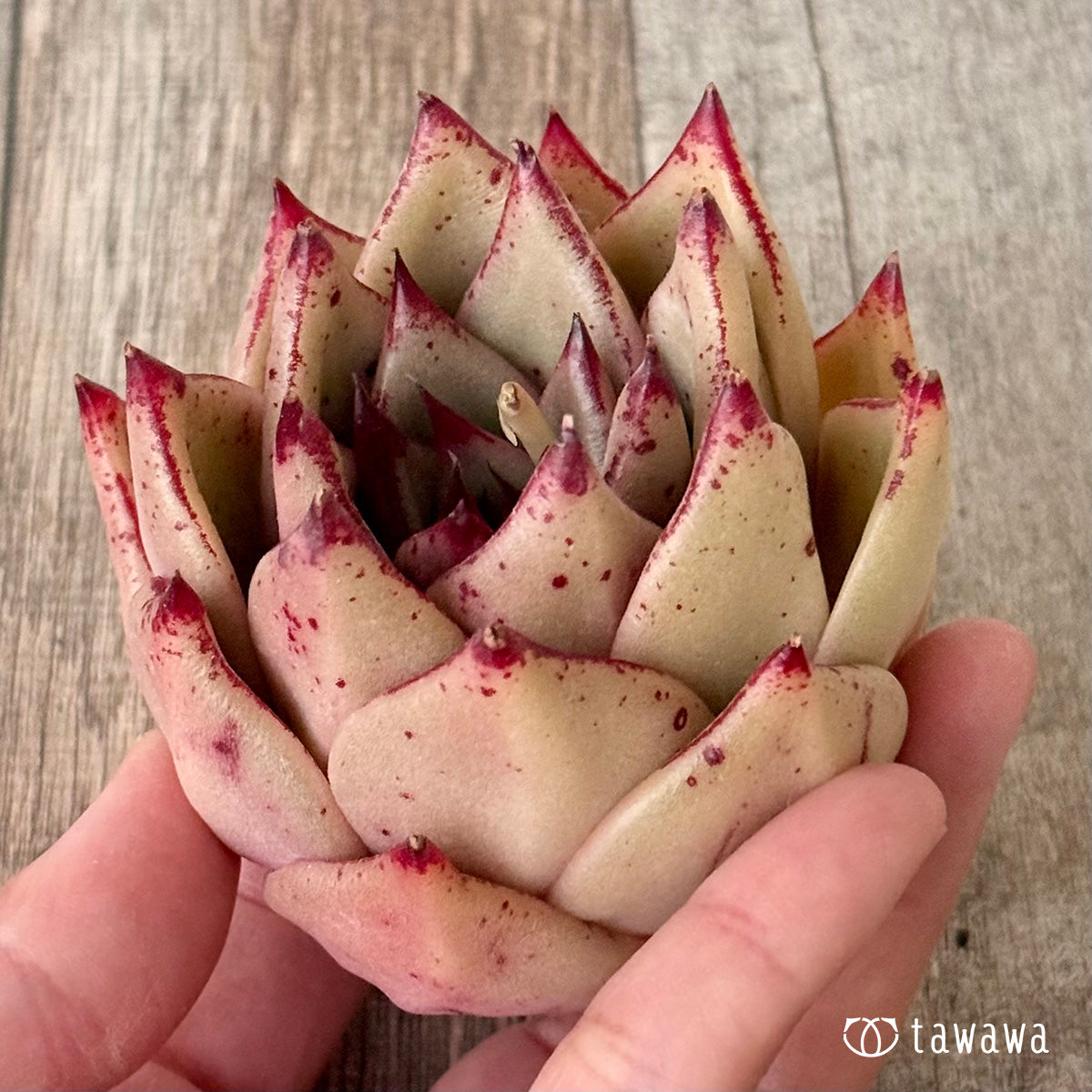 페로몬 (챔피언 모종)