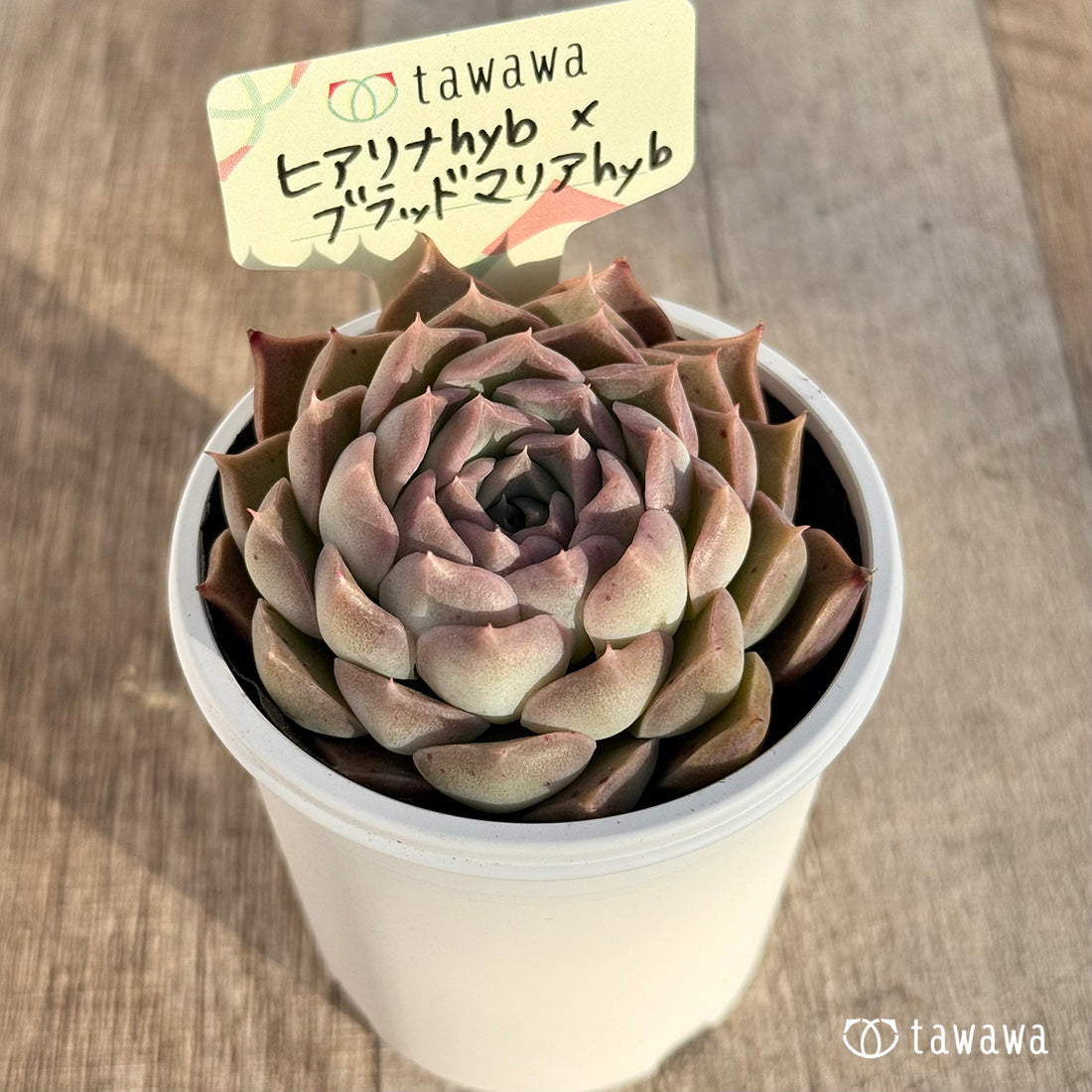 ヒアリナhyb×ブラッドマリアhyb 【tawawaハウス苗】