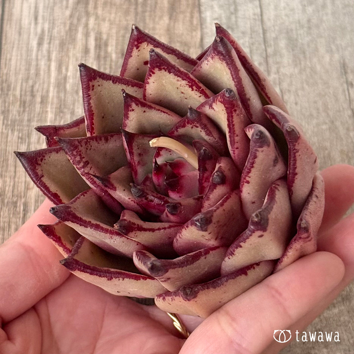 페로몬 (챔피언 모종)