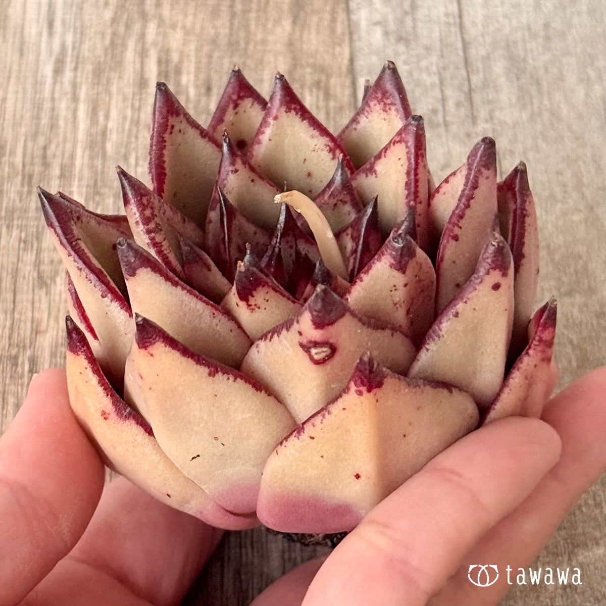 페로몬 (챔피언 모종)