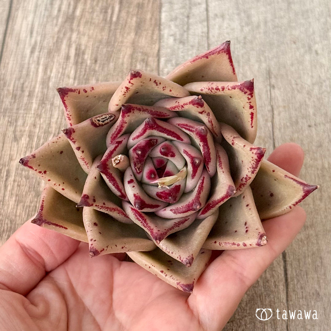 페로몬 (챔피언 모종)