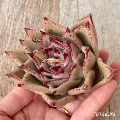 페로몬 (챔피언 모종)