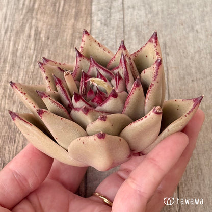 페로몬 (챔피언 모종)