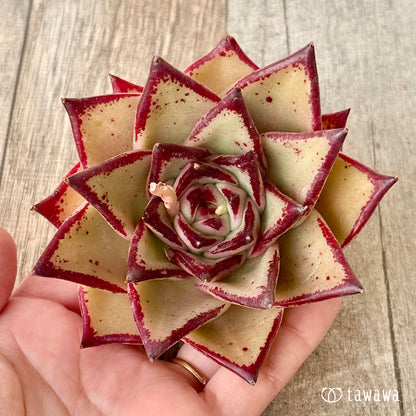 페로몬 (챔피언 모종)