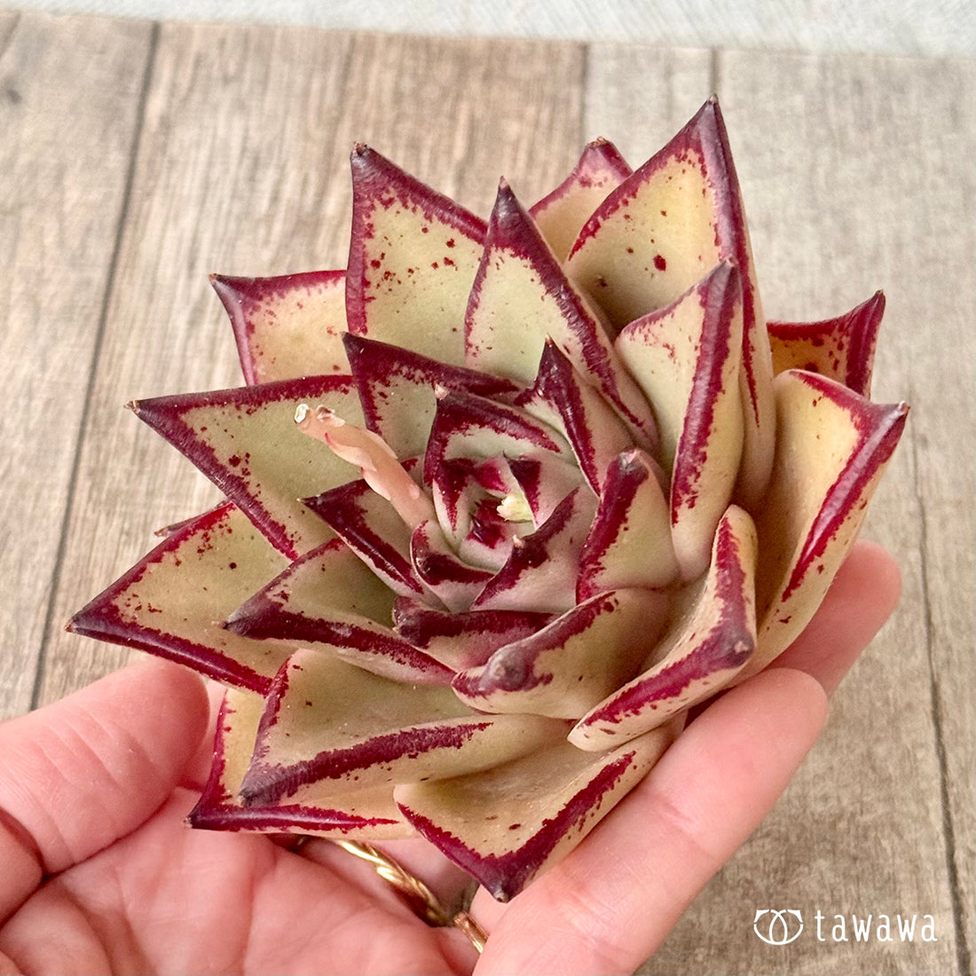 페로몬 (챔피언 모종)