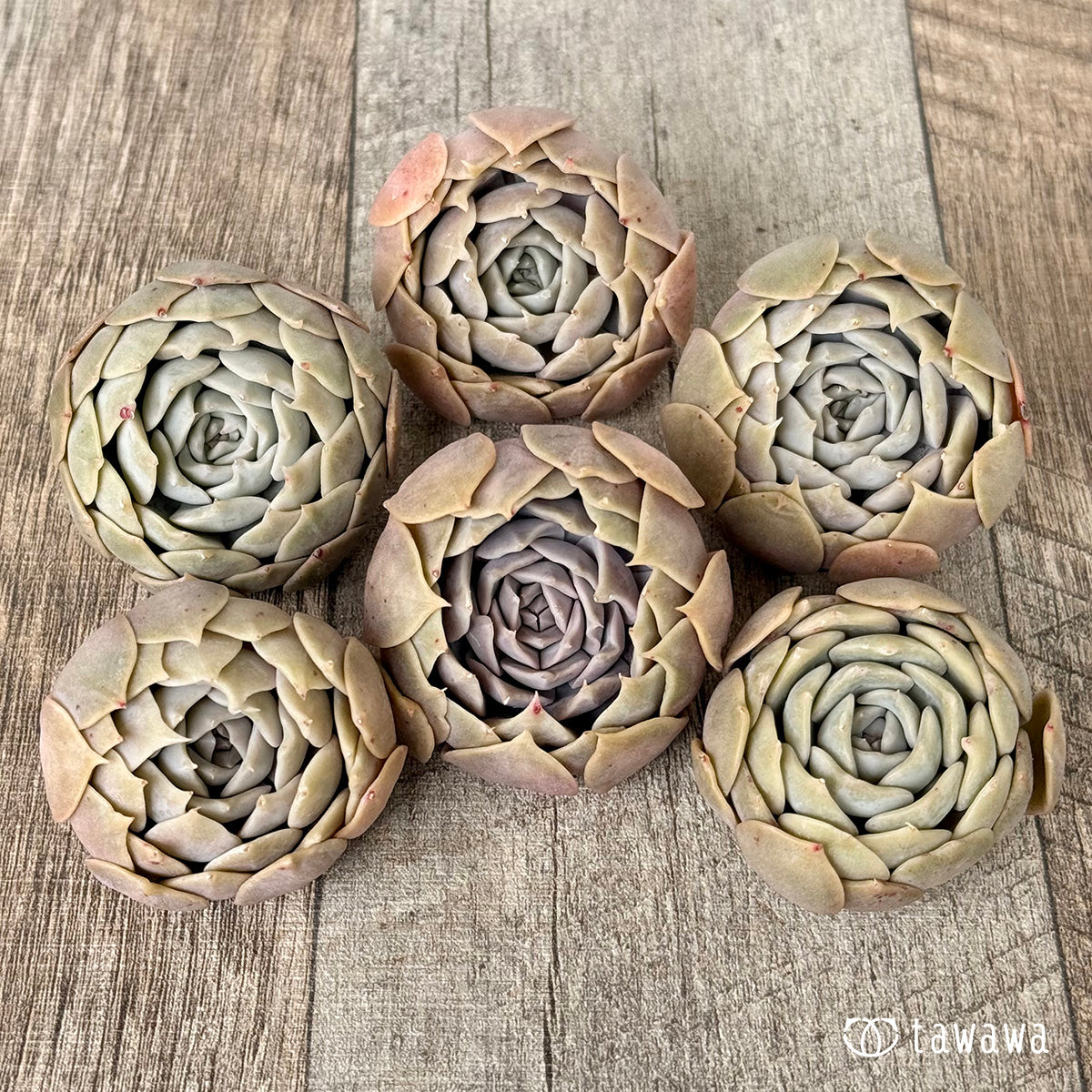 ＊新入荷＊　オレンジキャラメル（チャンヒー農園苗）