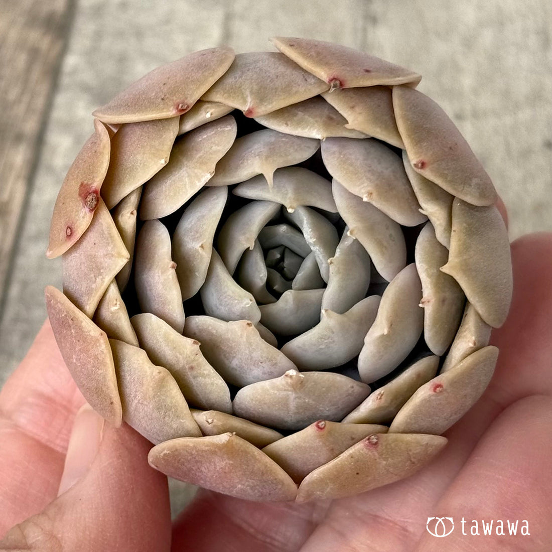 ＊新入荷＊　オレンジキャラメル（チャンヒー農園苗）